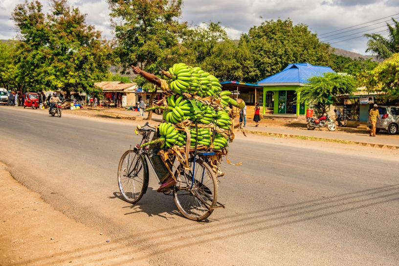 Person on bicycle carrying lots of bananas